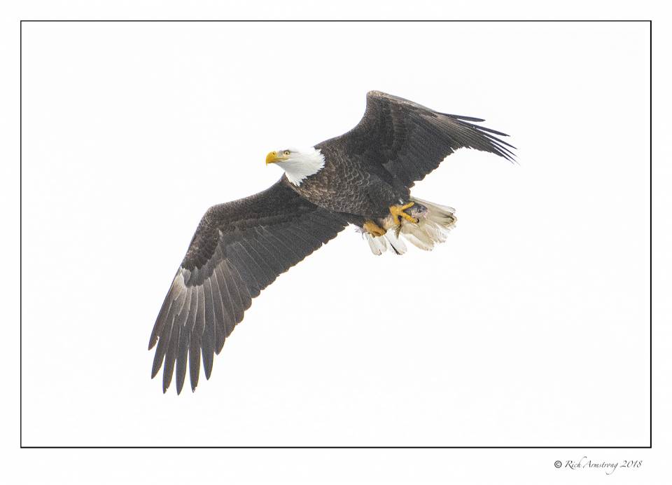 eagle in flight w fish copy.jpg